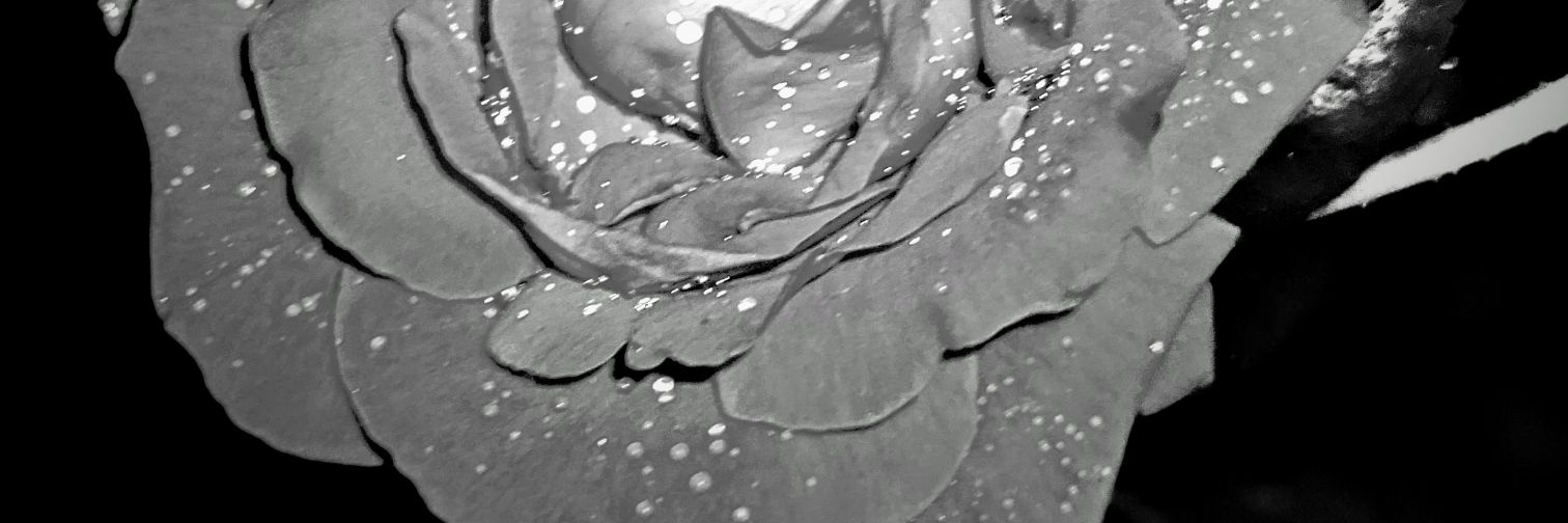 amyjoyinator's profile banner image