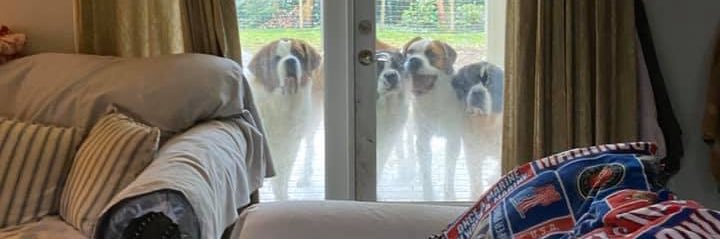 FrumpyDogMum banner