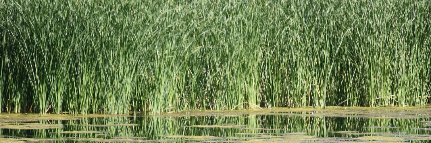 Farhad Salmanian banner