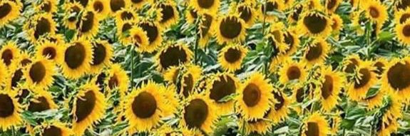 TefiiTrelles's profile banner image