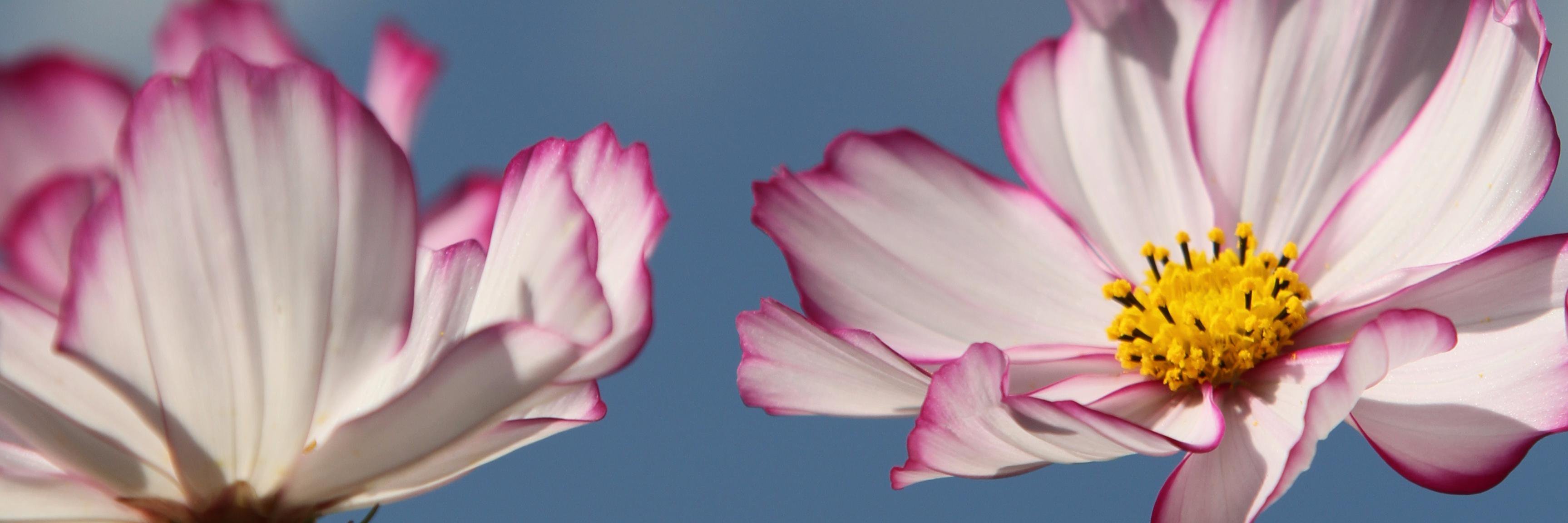 dokou727's profile banner image