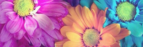 rosa1748's profile banner image