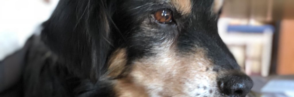 _paloma_sh's profile banner image
