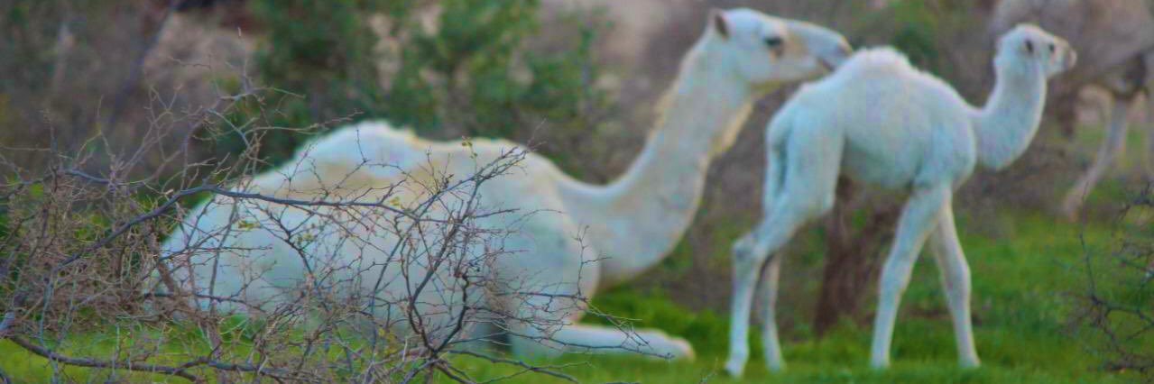 slmank7's profile banner image