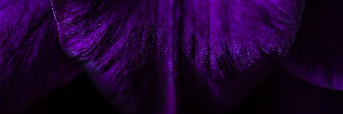 decaduncee's profile banner image