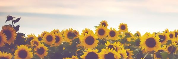 Lara_cdr's profile banner image