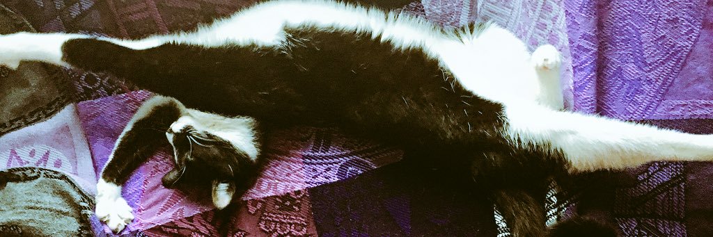 brittanyyyrob's profile banner image