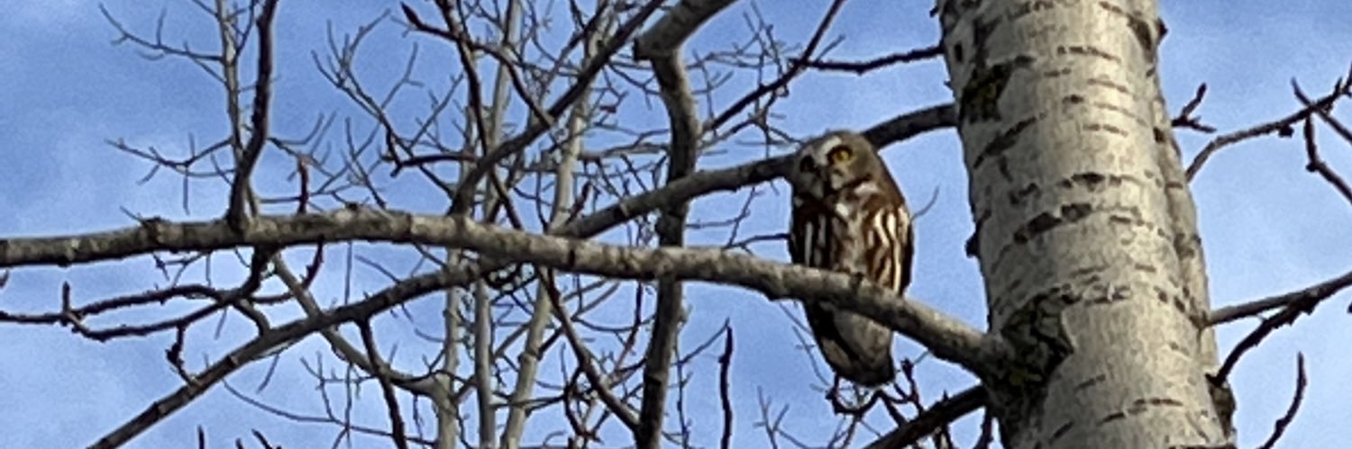 Laura ma pronoun XX banner