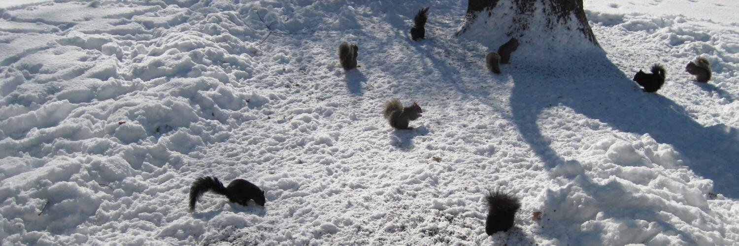 Asami Fuji (富士麻美)✈ banner