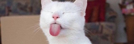 Sayhellooooo0's profile banner image