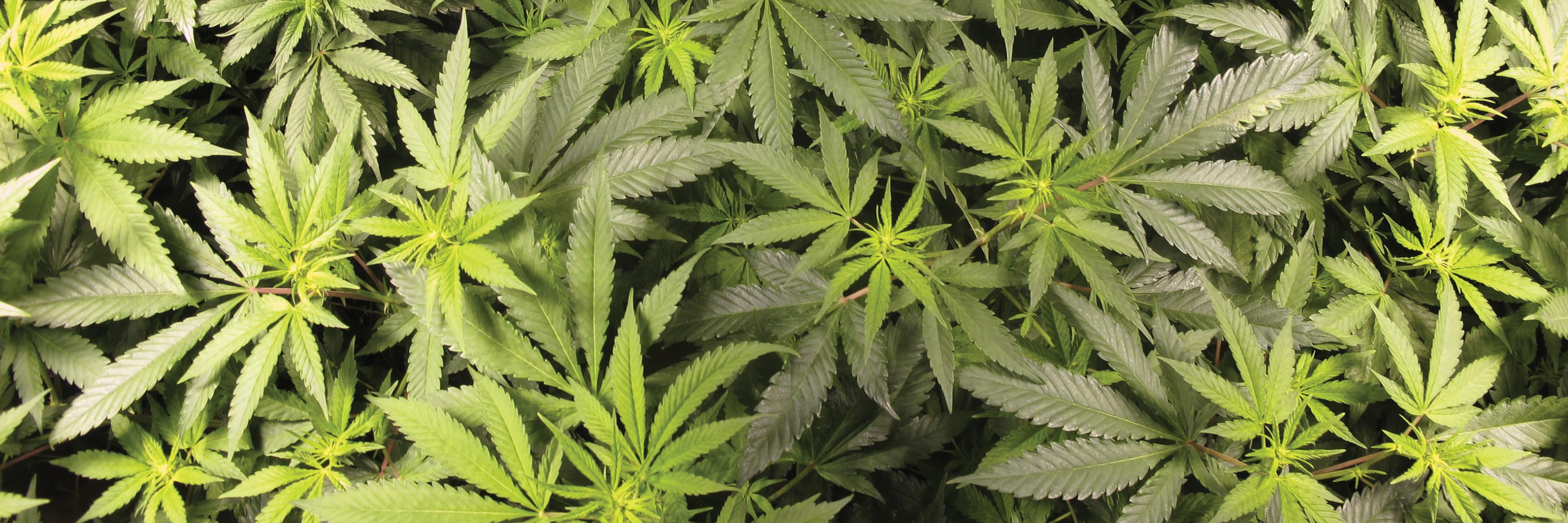 HighLevelHealth's profile banner image
