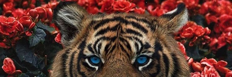 YupImRikk's profile banner image