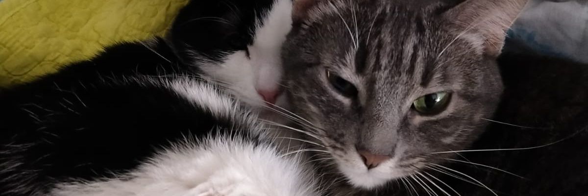 mireredondo's profile banner image