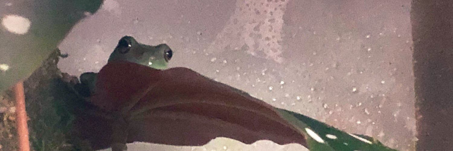 nosgoodd's profile banner image