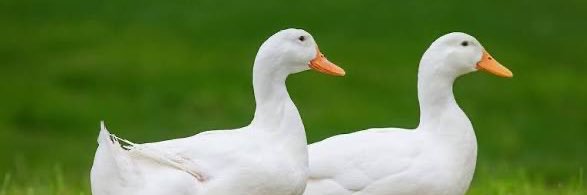 KyalWilliams's profile banner image