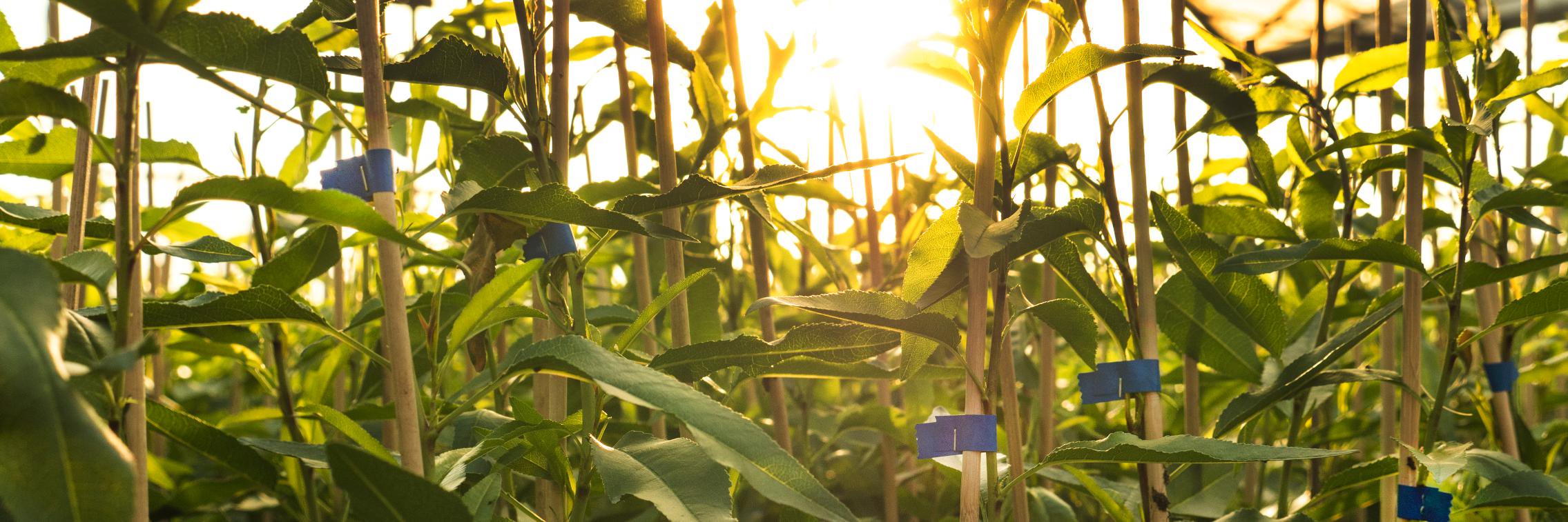 Central Agrícola Bovi banner