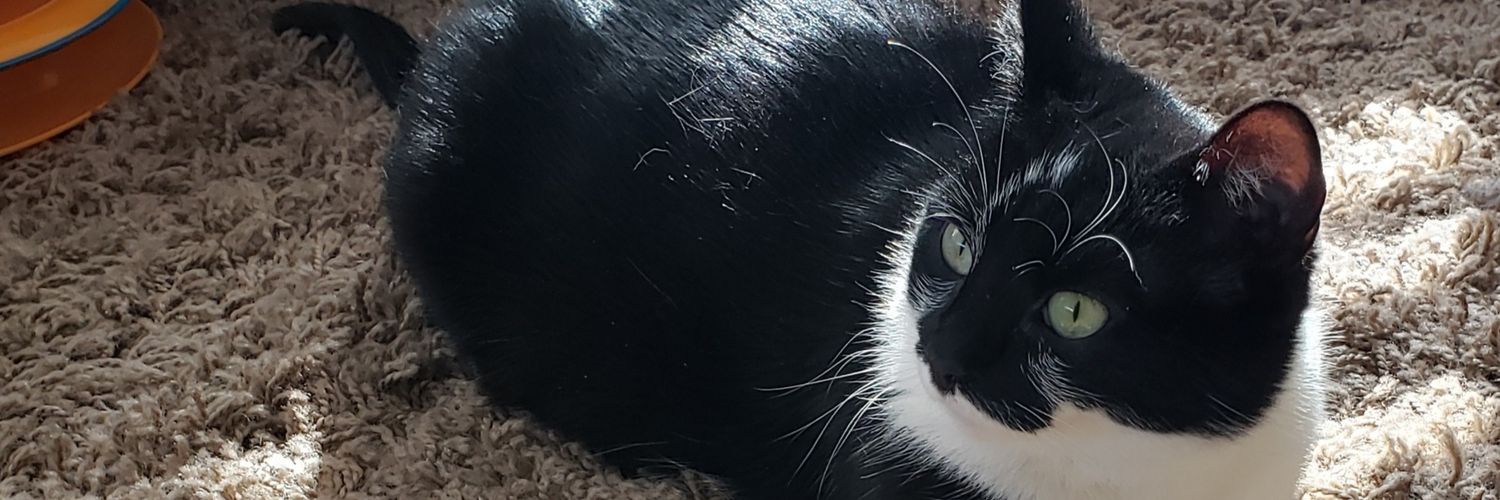 mlitkovich's profile banner image