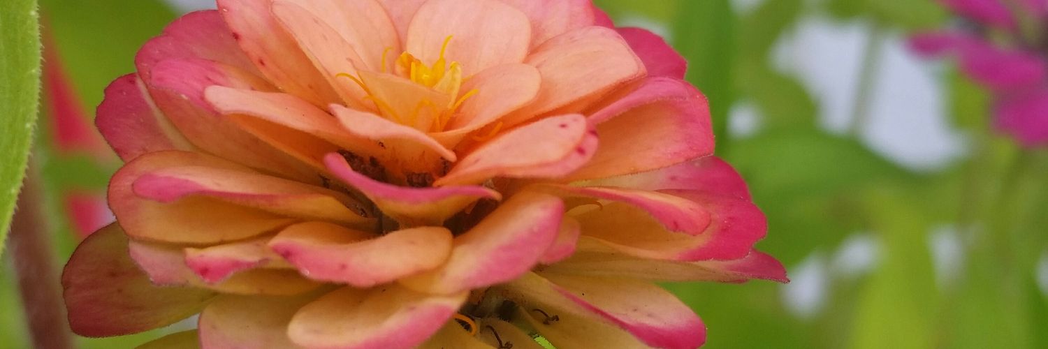 heidicatz's profile banner image