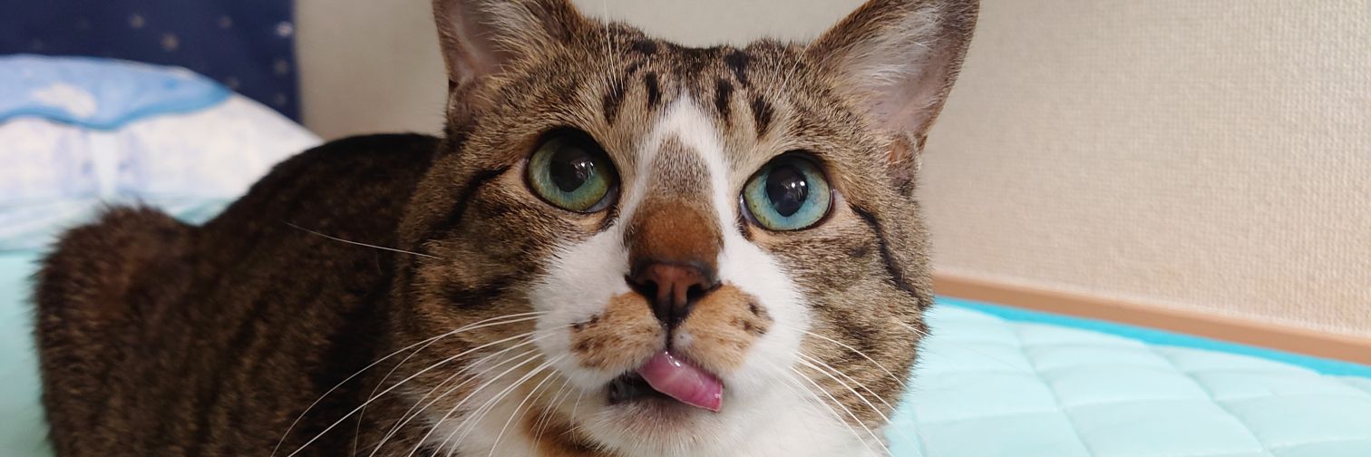 pupuk_10's profile banner image