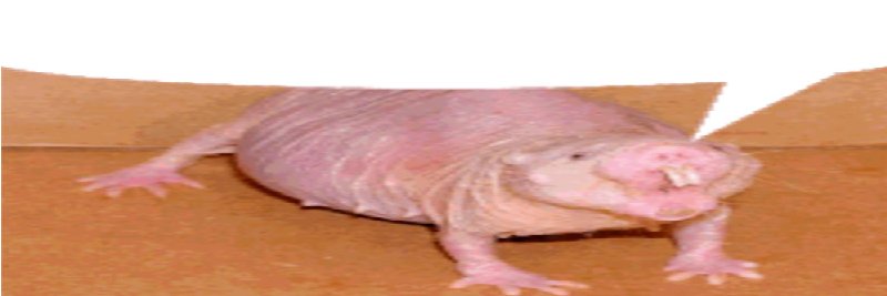 🎃 Jacob Patrick 🎃 banner