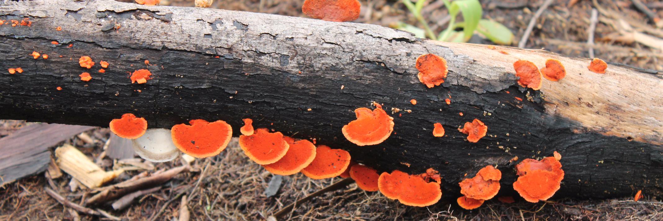 Mónica Monsalve banner