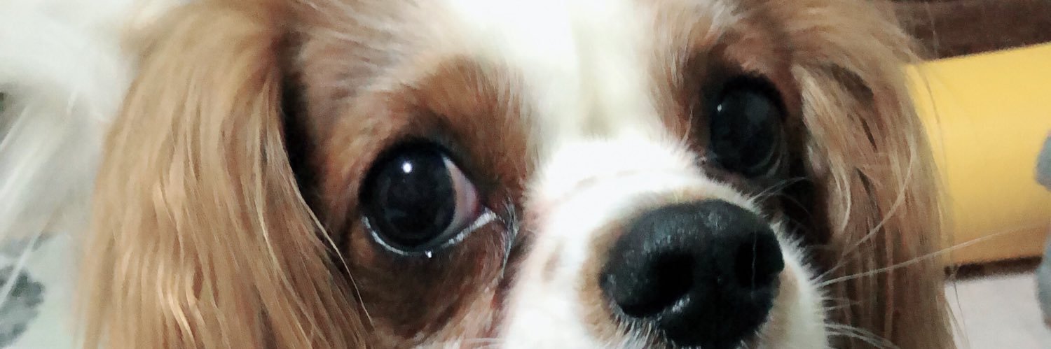 ki__lala's profile banner image