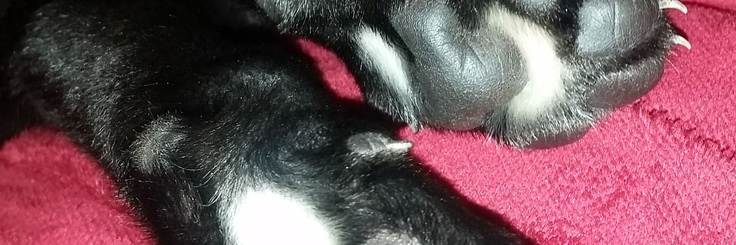 Baileyisadog15's profile banner image