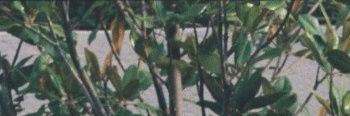 ClaudioTrains's profile banner image