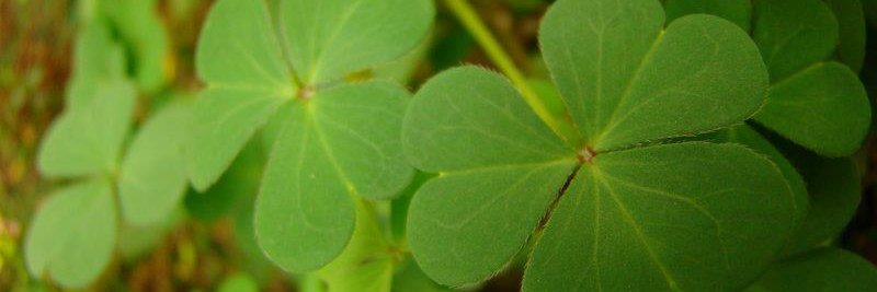 Gus banner