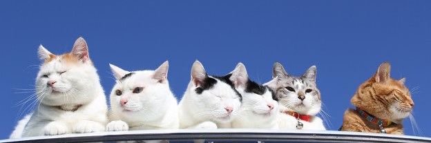 tuckatan4's profile banner image