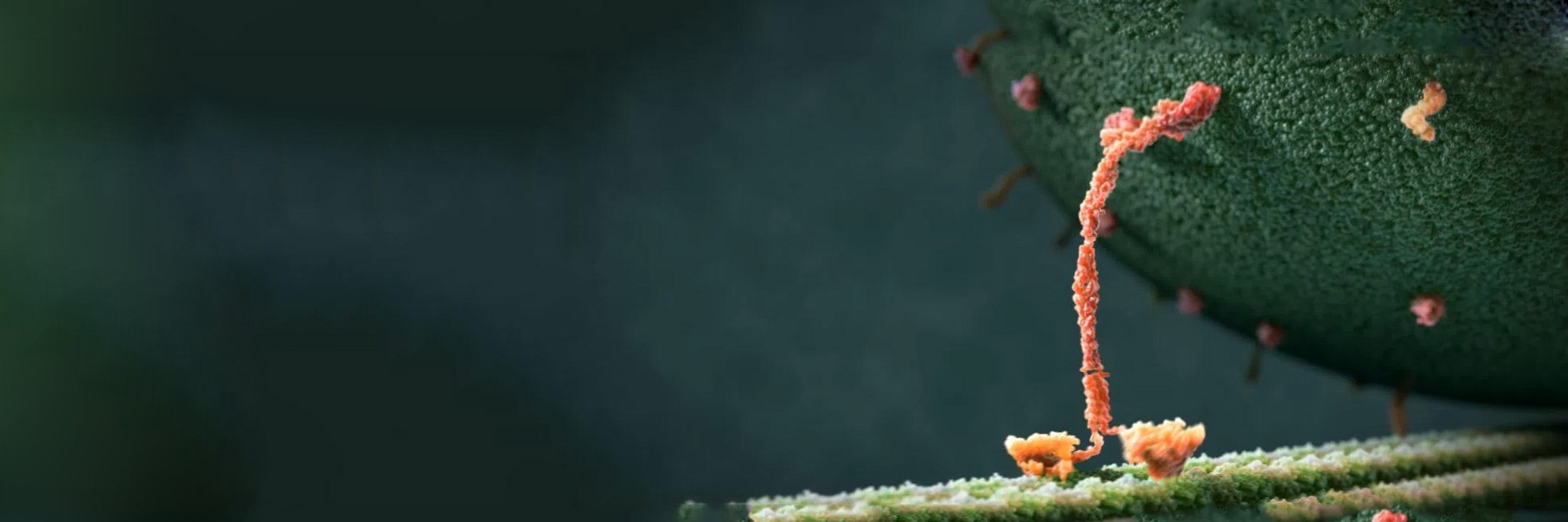 Tom Haflinger banner