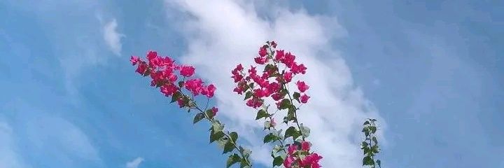 dinacarpio's profile banner image