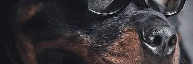 dankwach's profile banner image