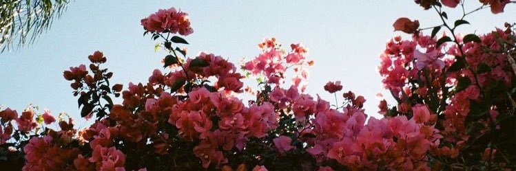allimarie66's profile banner image