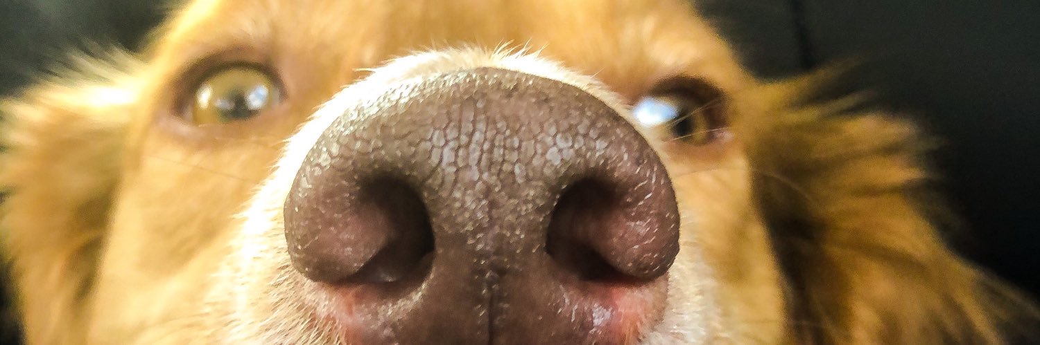 MindyVickery's profile banner image