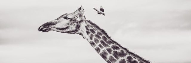 sandykjc's profile banner image