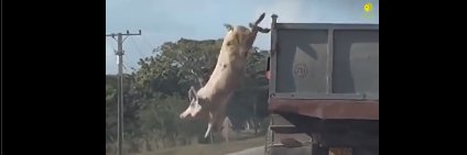 Μάχη Αναλάτου banner