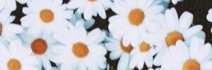 OvarySwagger's profile banner image
