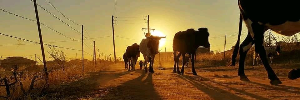 Real_Mphafa's profile banner image