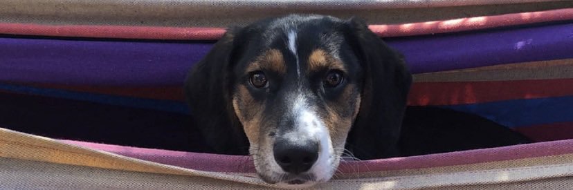 Maddie banner