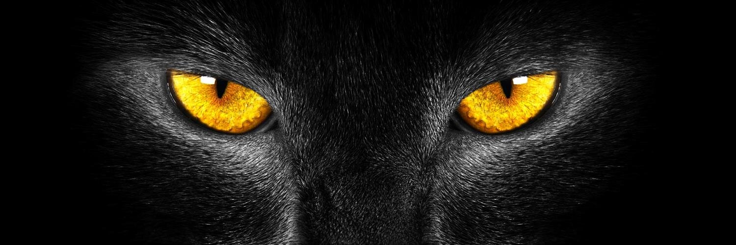 Sakapoils's profile banner image