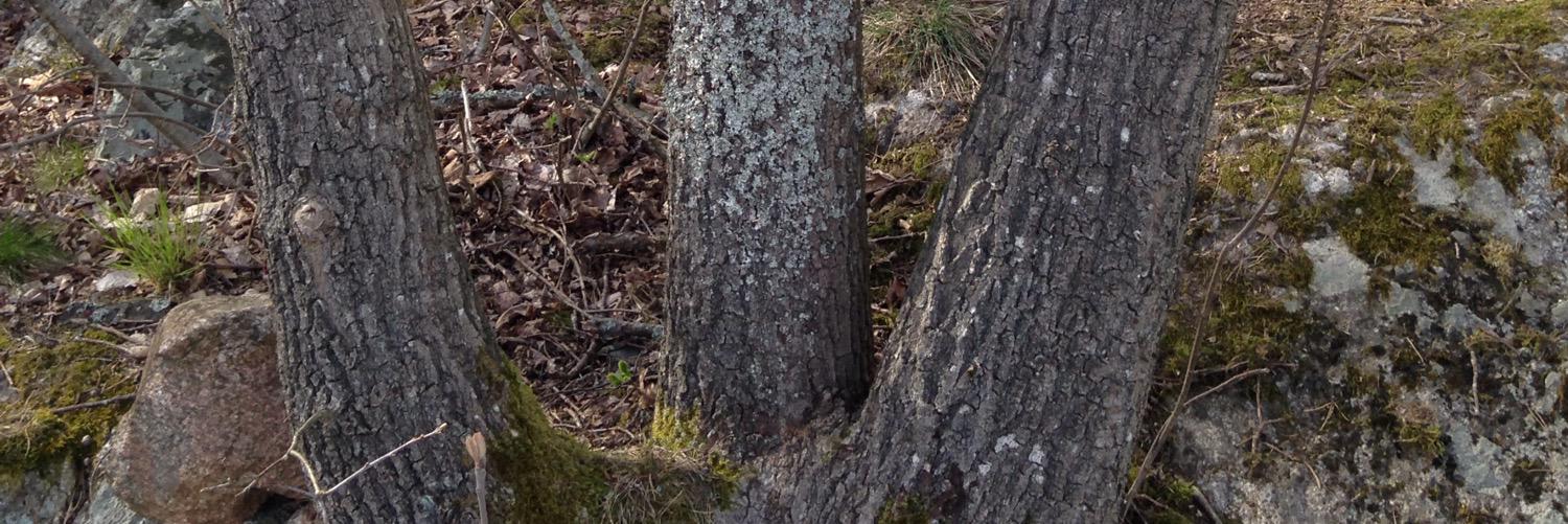 ordvitskillen's profile banner image
