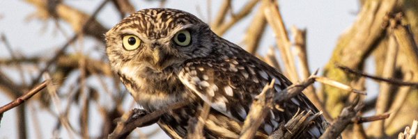 CentralBirder Profile Banner