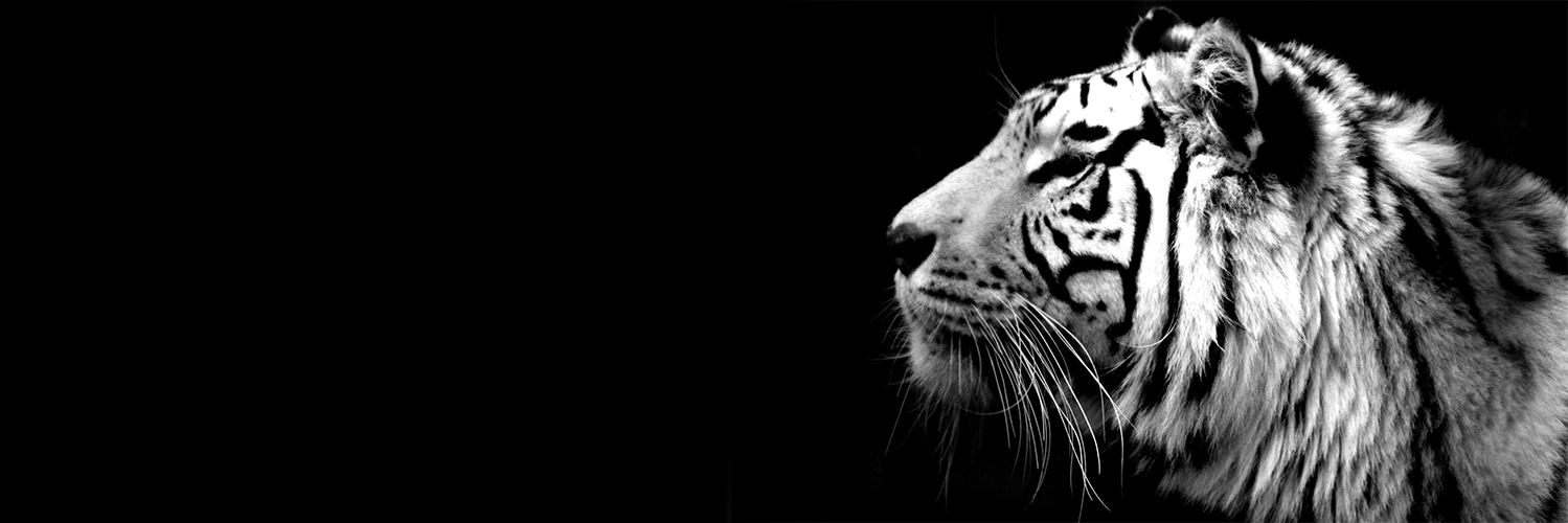 RomainConstant's profile banner image