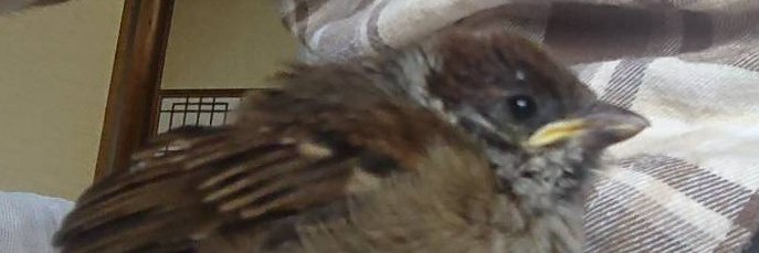 カズヒロ@ＤＱＷゆるふわ勢最速(？)の男＆(庭の)スズメさんを見る会会長 banner