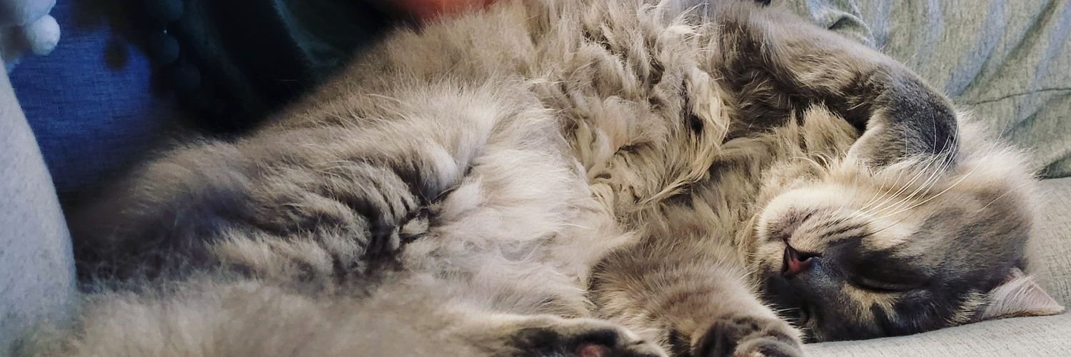 Brittany Bierman banner