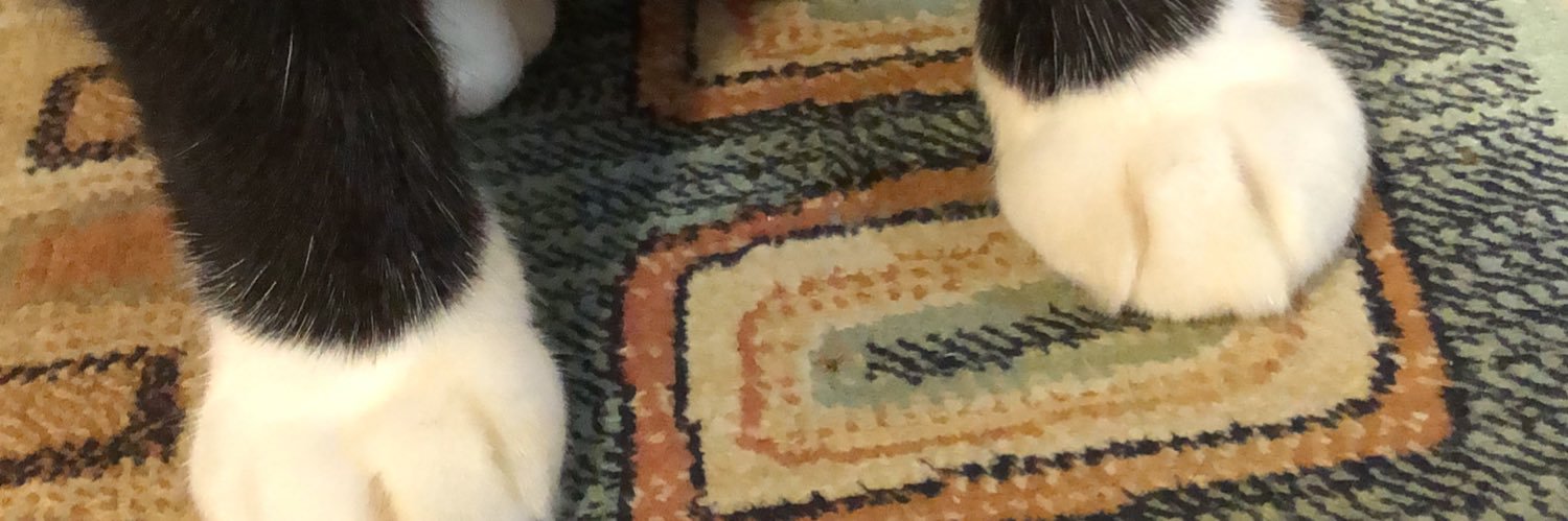 noisycat_m's profile banner image