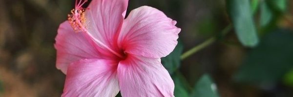 eb2451dd386b42a Profile Banner