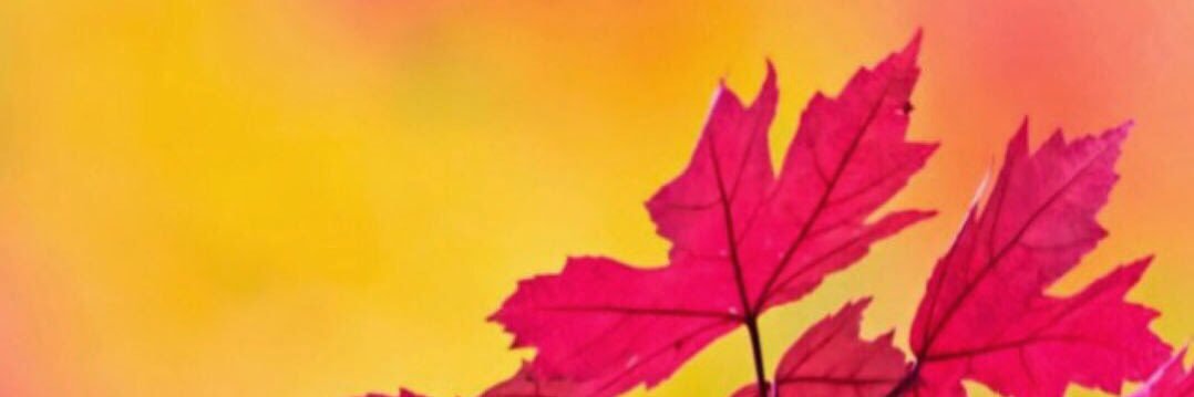紅樹 banner