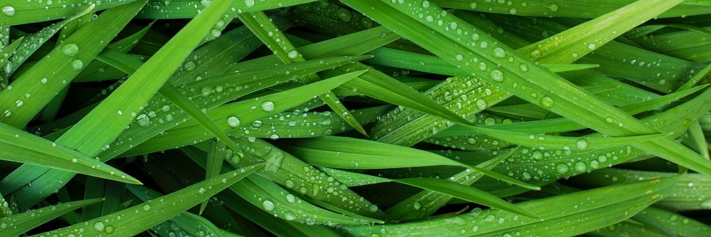 Laura Forsman banner